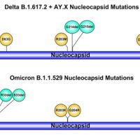 Al Policlinico di Tor Vergata trovata variante Delta AY.4 con doppia delezione atipica