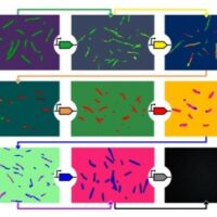 Studio innovativo su geni sintetici capaci di replicare l’attività delle cellule di costruzione di tessuti e strutture